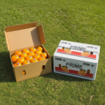 premium sargodha kinnow – 10kg export quality carton