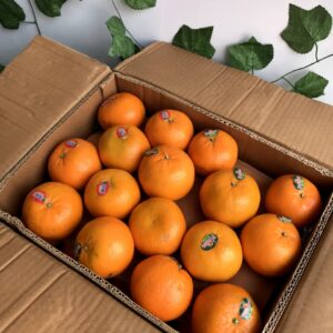 export quality 10kg kinnow box